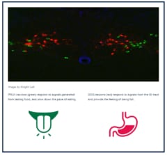 PRLH ニューロン (緑色) は、味覚から生成される信号に反応し、食べるペースを落とす。GCG ニューロン (赤色) は消化管からの信号に反応し、満腹感を与える