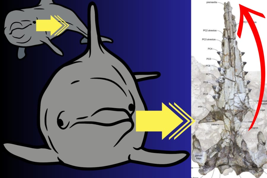 イルカはどうやって音波探知能力を進化させたのか？古代のイルカの化石に特殊な痕跡を発見