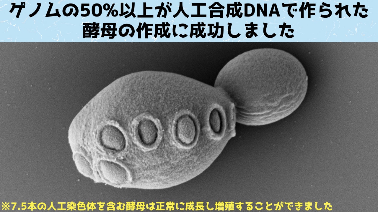 50%以上が「人工合成DNA」で作られた酵母の作成に成功！の画像 1/6