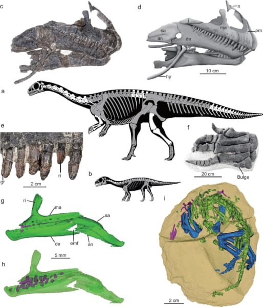 発見された化石と「守護黔竜」の復元骨格