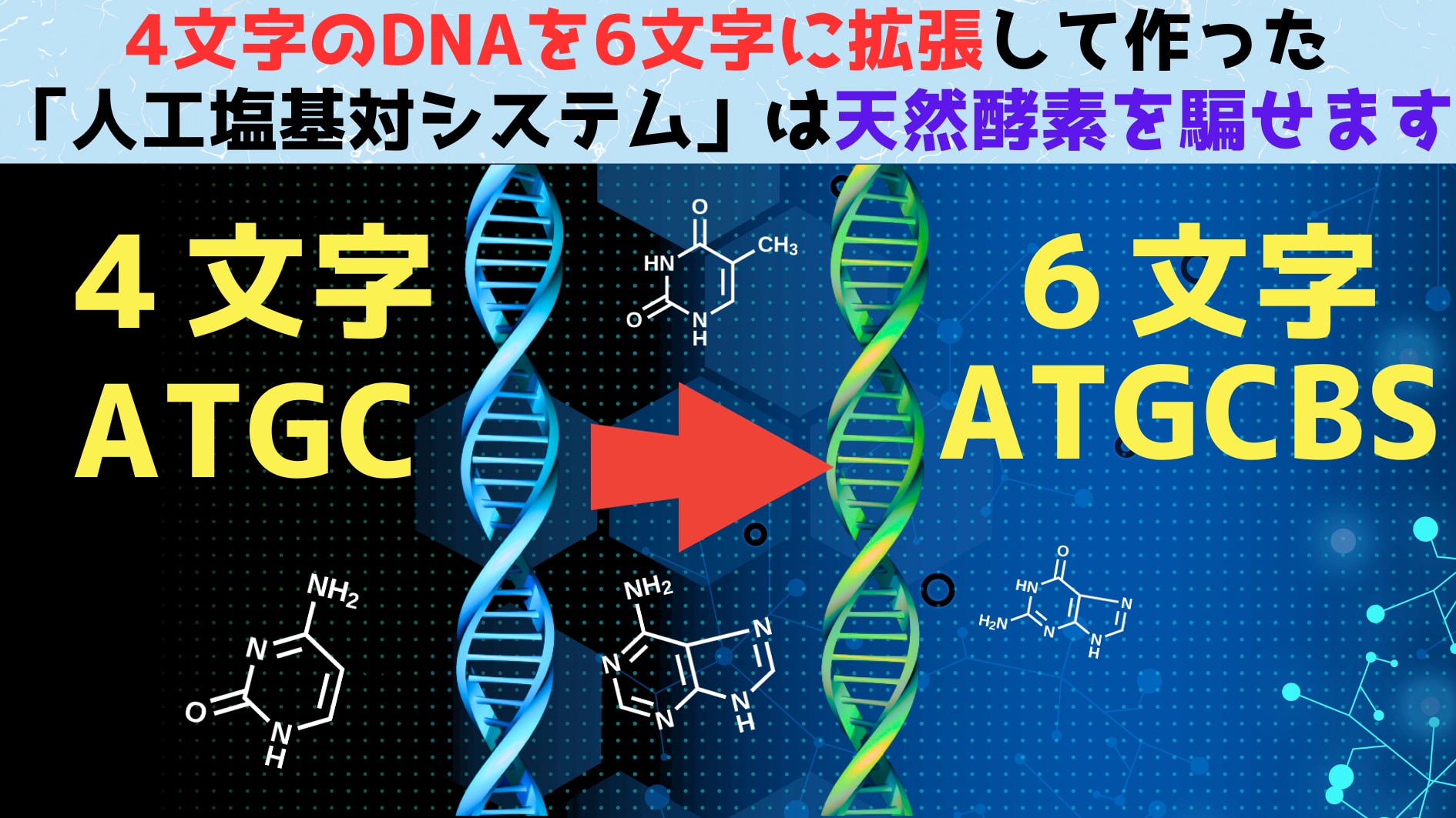 4文字のDNAを6文字に拡張する人工塩基対システムは天然酵素を騙せる