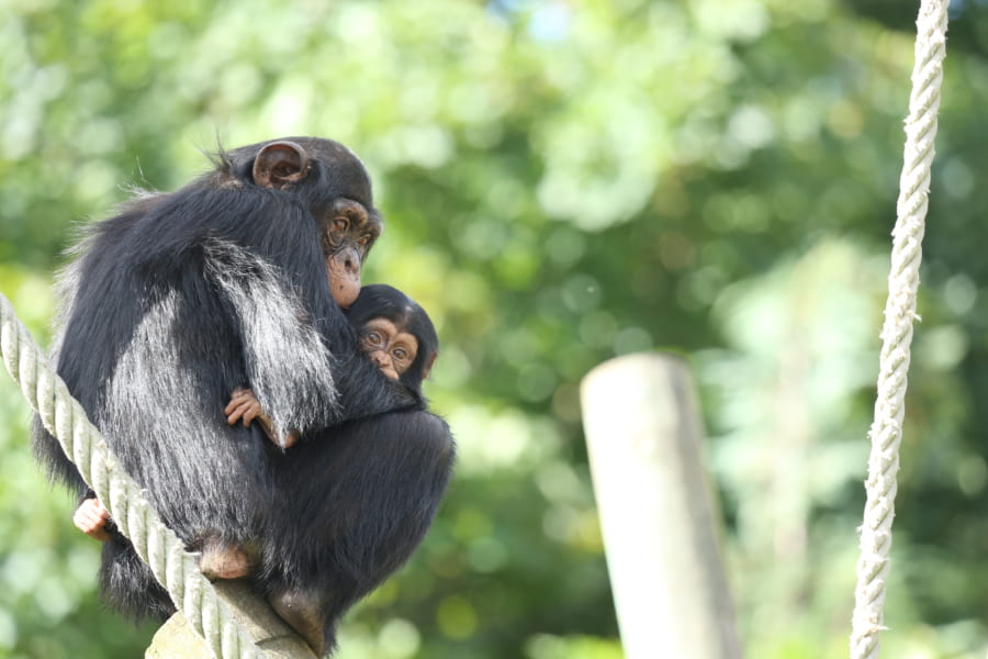 チンパンジーたちは長期記憶を持っているのか