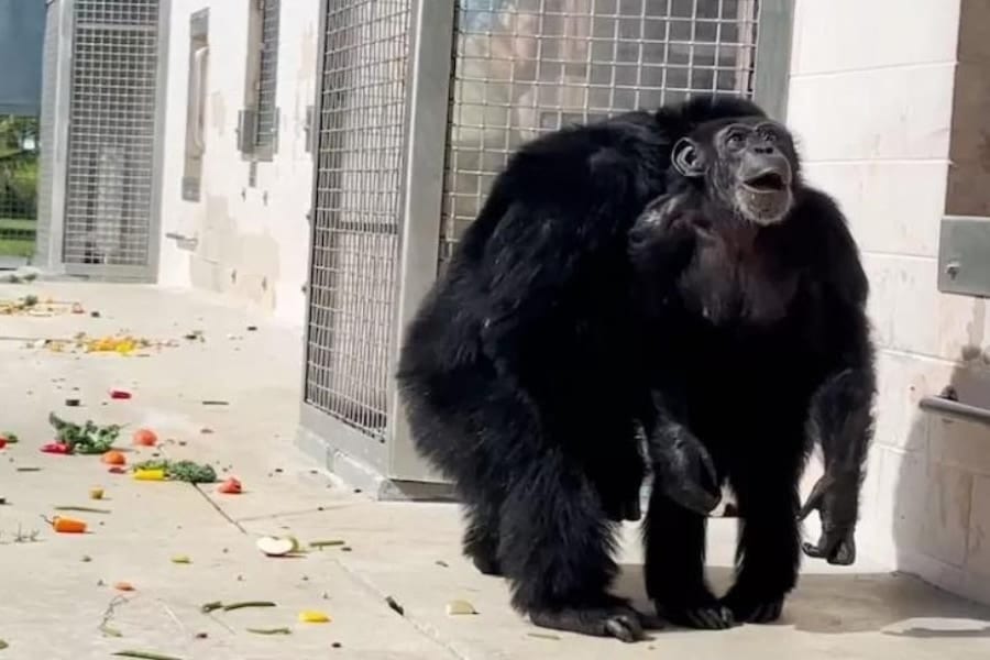 28歳のメスのチンパンジー「バニラ」が初めて空を見た感動の瞬間