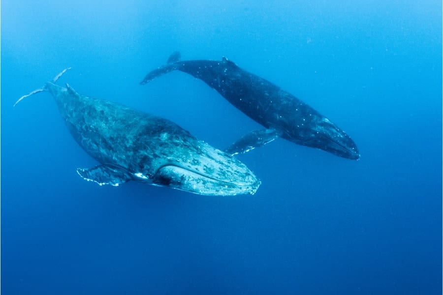 コミュニケーション能力に優れたザトウクジラたち