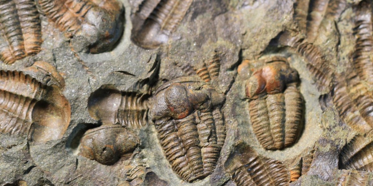 カンブリア紀の海洋生物が大量絶滅した理由とは？