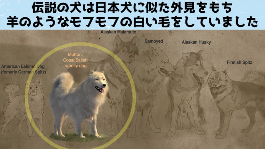 ヒツジイヌです、ワンワン」毛織物の材料になった伝説の絶滅犬