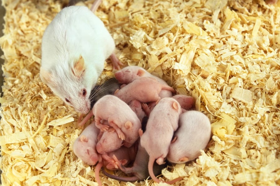 ネズミは早い段階で繁殖できるようになる。老化も早い