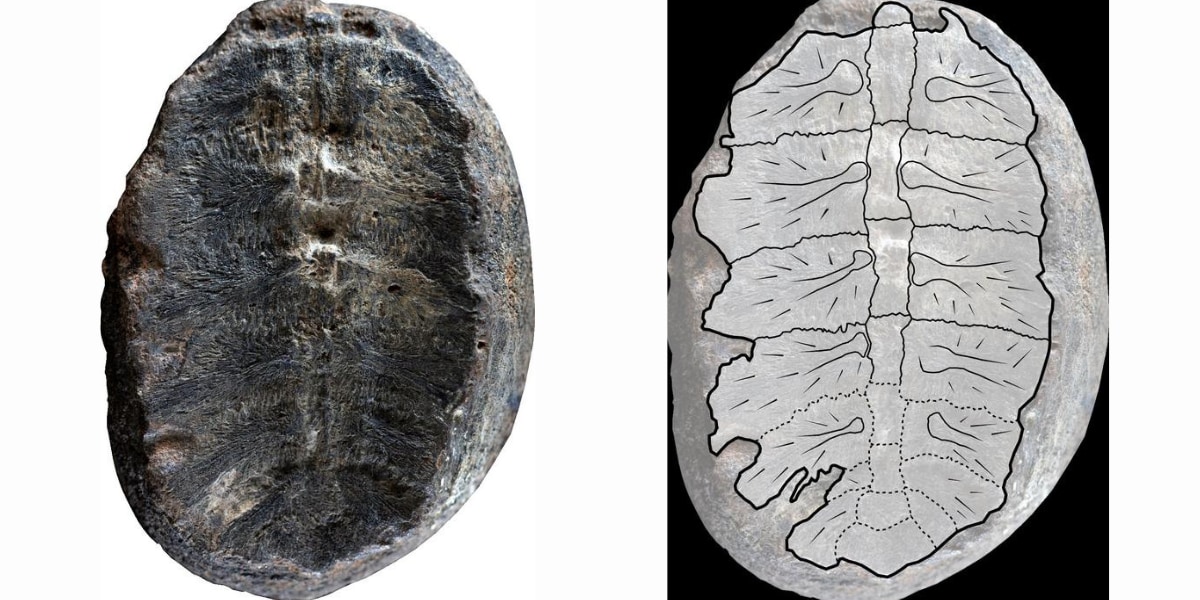 古代植物と思われていた化石が実は「カメ」だった
