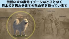 伝説にある「羊の毛」を持つ犬が実在したと判明！