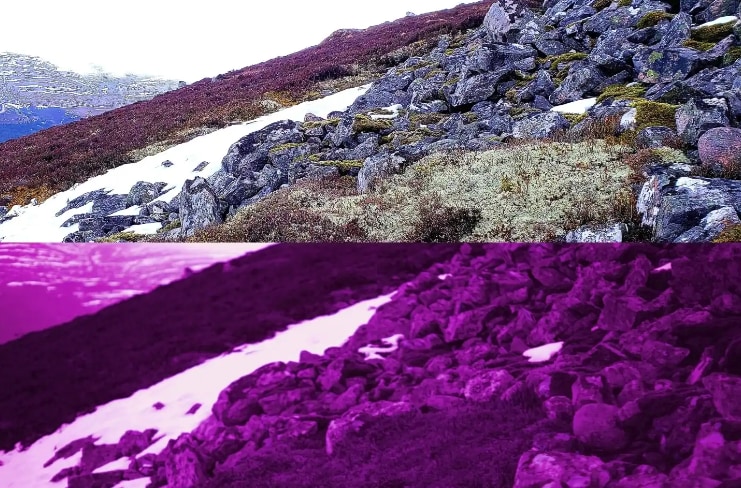 上：可視光で見たケアンゴームズ、下：紫外線で見たケアンゴームズ