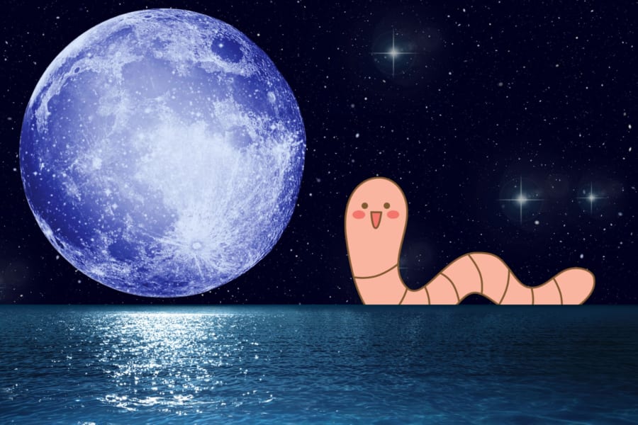 「満月に交尾する」生物は海面越しにどうやって月を見分けるのか？