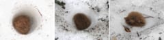 春が近づき、雪が溶けて地上に現れたコテングコウモリ