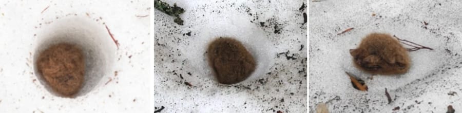 春が近づき、雪が溶けて地上に現れたコテングコウモリ