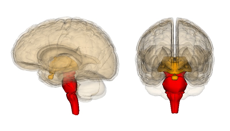 脳幹。狭義には赤色部分のみ。広義にはオレンジ色も含む