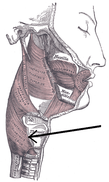 輪状咽頭筋の位置