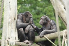チンパンジーとボノボは何十年も会っていない仲間の顔を覚えており、その写真を注視する