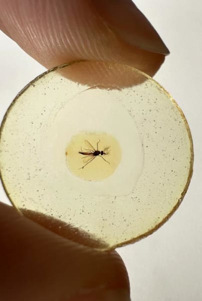 新種の蚊を保存した琥珀
