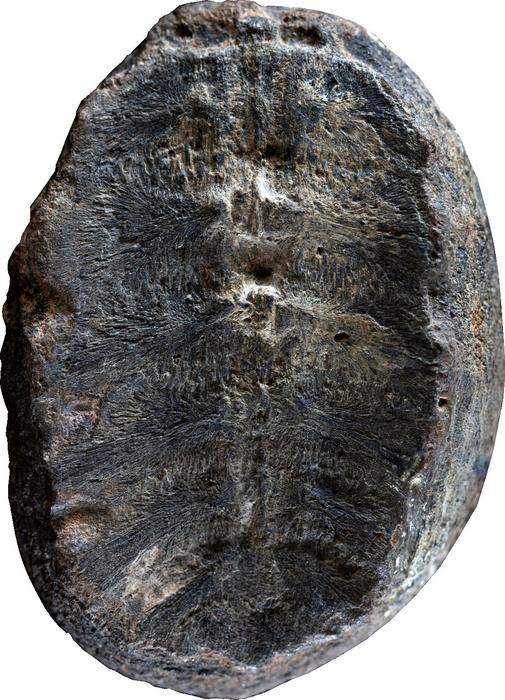フエルタス神父が見つけた化石。葉脈ではなく、何かの骨のように見える？