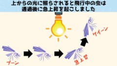第1位：実は未解明問題「虫が光に引き寄せられる理由」がついに判明！