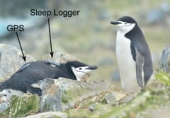  脳波（EEG）の記録装置とGPSを取り付けたヒゲペンギン