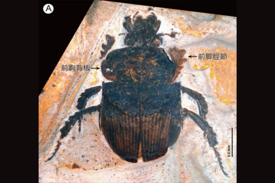 日本の高校生が授業中に30万年前の「新種のコガネムシ化石」を発見！