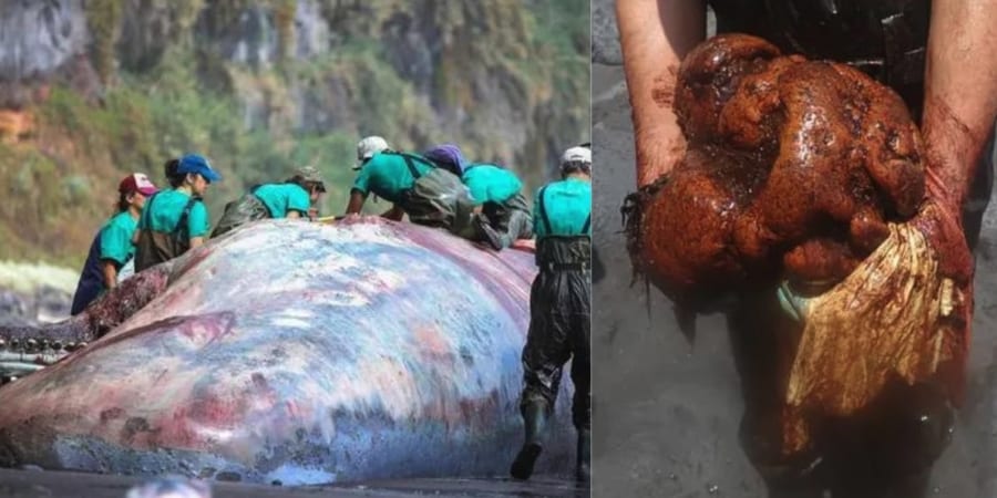 打ち上がったマッコウクジラから7700万円相当の「龍涎香」が見つかる！