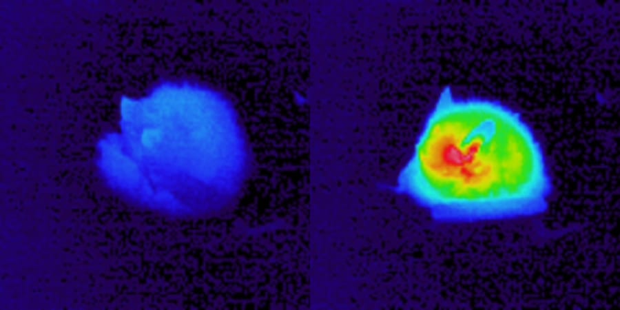地上に現れたコテングコウモリの体温をサーモグラフィーで観察（左:日没後34分、右:日没後66分）