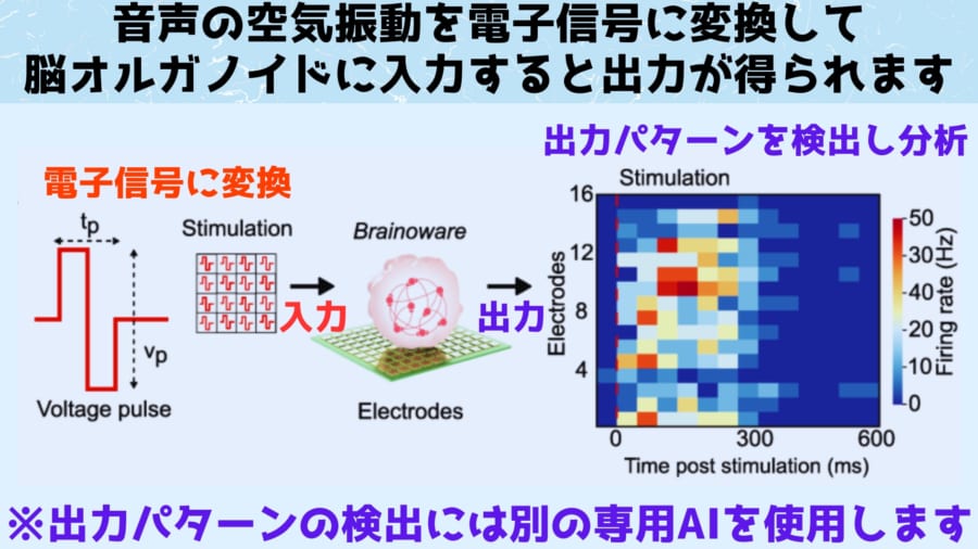 ヒト脳細胞をチップと融合させた「日本語の音声識別AI」を開発！