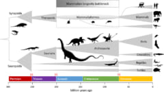 種の進化の広がりを示した簡略図。哺乳類は恐竜時代に著しい制限を受けていた。