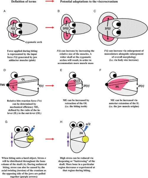 顔の長さによる接触適応の図解。口先を短くすれば、口先が長い種と同等の噛む力を実現できることを示す