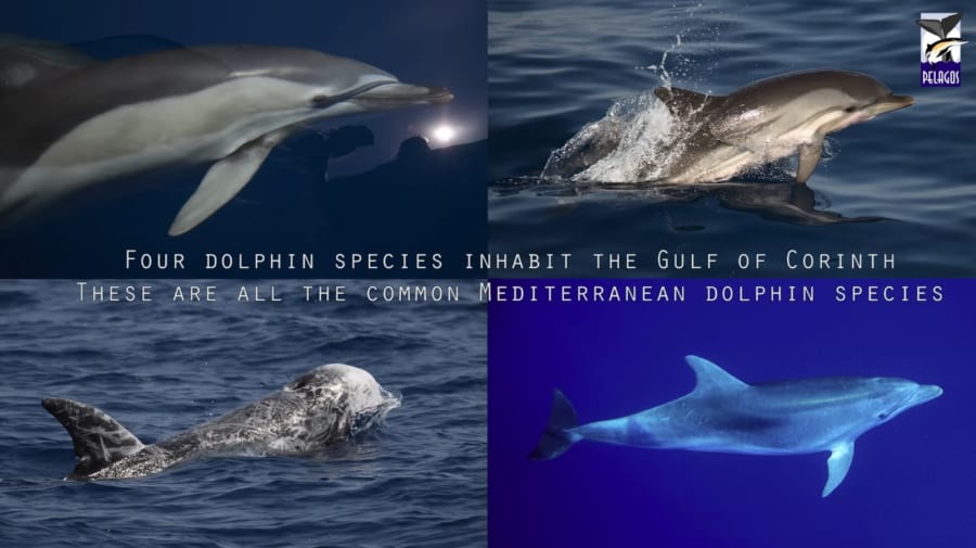 コリント湾に生息するイルカ。左上：マイルカ、右上：スジイルカ、左下：ハナゴンドウ、右下：バンドウイルカ