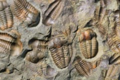 三葉虫の化石。カンブリア紀の大量絶滅には、硫化水素が関係していたかもしれない。