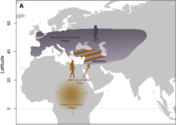 現生人類は7万年前にユーラシア大陸に出る。ネアンデルタール人は40万年前から高緯度地域で進化していた