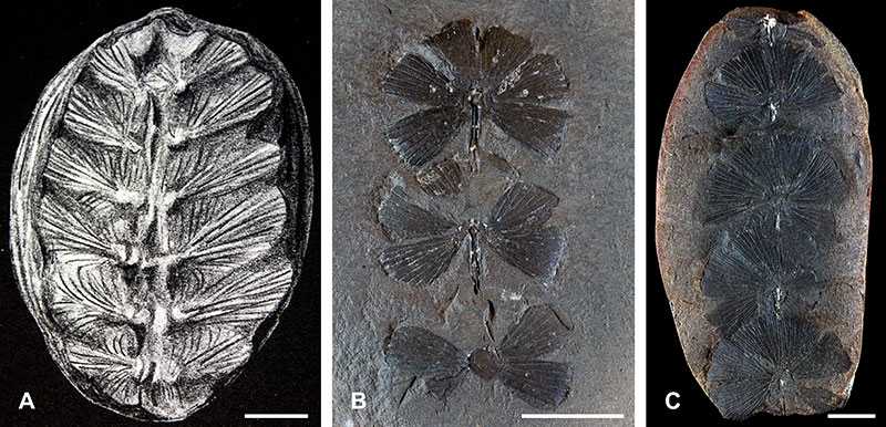 A:神父が描いた化石の復元図、BC:その近縁種と予想された「スフェノフィラム・エマルギナトゥム」の化石