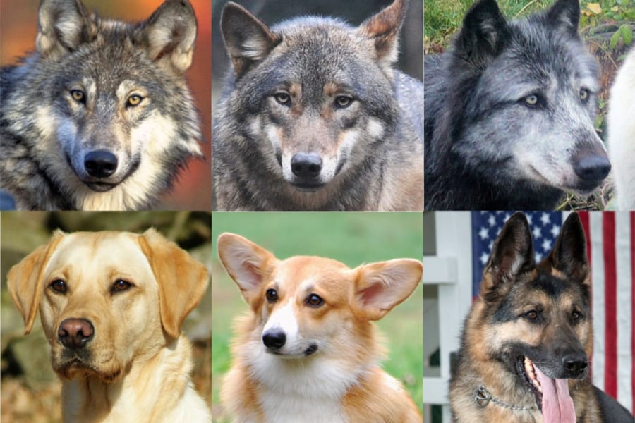 オオカミとイヌの目を比較。イヌは虹彩が濃い