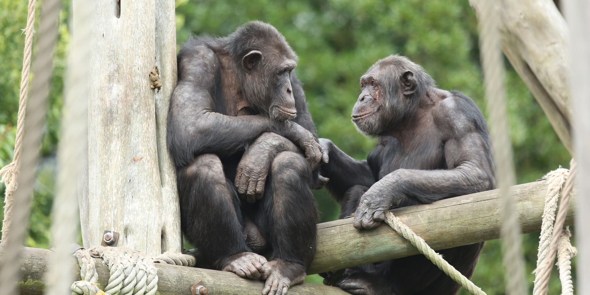 チンパンジーやボノボは何十年も会っていない仲間の顔を覚えている
