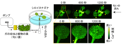 左：実験セット、右：緑色に輝く瞬間