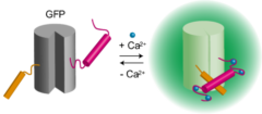 蛍光バイオセンサーのイメージ：Ca2+と結合すると緑色に輝く