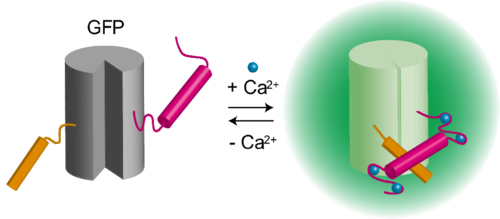 蛍光バイオセンサーのイメージ：Ca2+と結合すると緑色に輝く