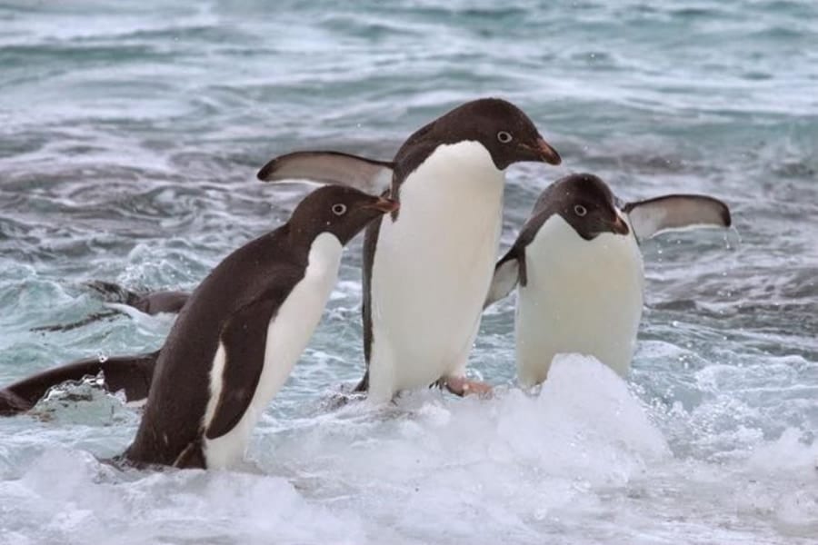 アデリーペンギンは「流氷をボート」にして冬の長距離移動をしていた！
