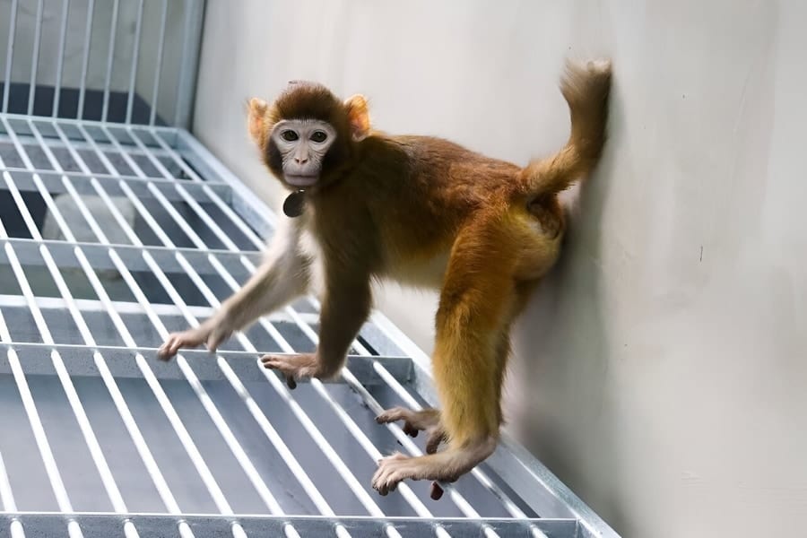 成功率が10倍増！中国の改良されたクローン技術で誕生した猿が3歳を迎える