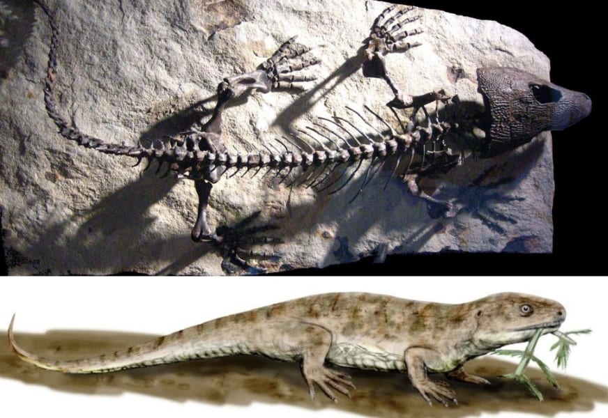 「史上最古の皮膚化石」を発見！哺乳類の登場以前の約3億年前の爬虫類のもの