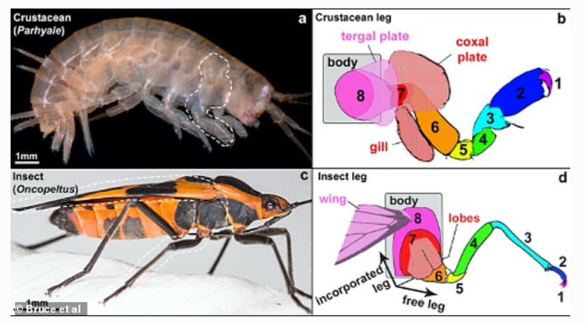 甲殻類（上）と昆虫（↓）の脚の比較、昆虫には7～8分節に対応するものがない