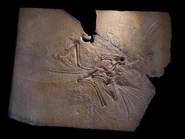 鳥への進化の中間体である始祖鳥の化石