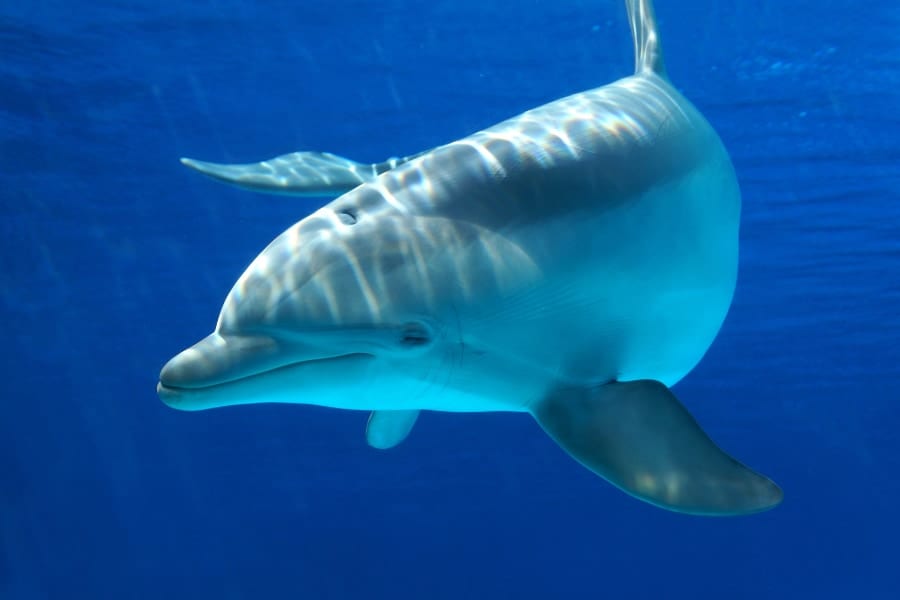 イルカは噛む筋肉を捨てることで超音波を感じる「メロン」を手に入れた！
