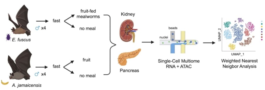 研究プロセス（2種のコウモリの膵臓と腎臓の個々の細胞から遺伝子機能を調べる）