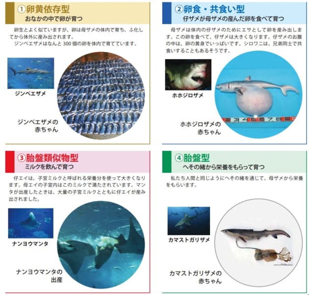 サメ・エイ類に見られる4つの「胎生」タイプ