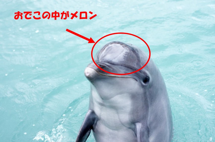 イルカの音響脂肪（メロン）はおでこにある。