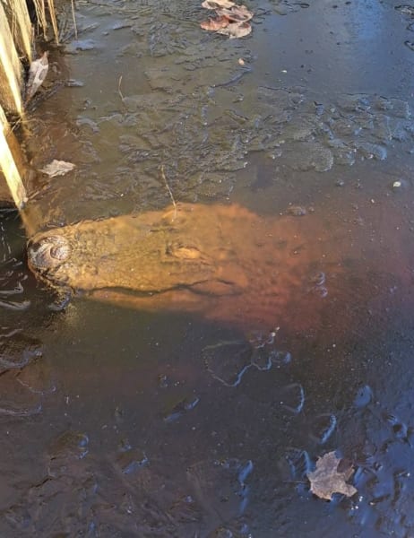 スワンプ・パーク内の池で凍ったワニ（鼻先は呼吸のために水面に出している）