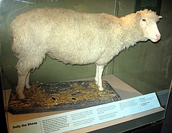 羊のドリーの剥製（国立スコットランド博物館）